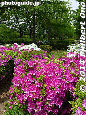 Keywords: tokyo koto-ku sarue onshi park flowers azalea