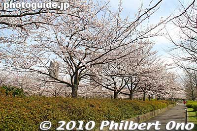 Keywords: tokyo koto-ku sarue onshi park flowers sakura cherry blossoms