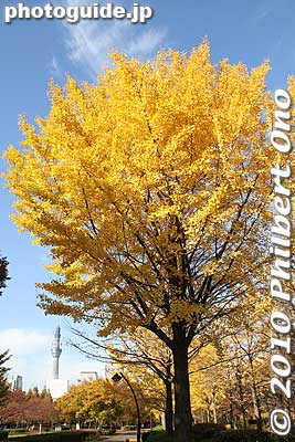 Keywords: tokyo koto-ku sarue onshi park autumn leaves foliage