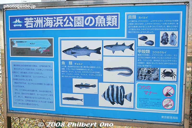 Fish in Tokyo Bay.
Keywords: tokyo koto-ku wakasu park