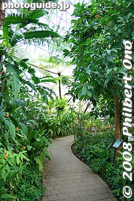 Narrow paths like this weave through the indoor botanical garden.
Keywords: tokyo koto-ku Yumenoshima tropical plants greenhouse