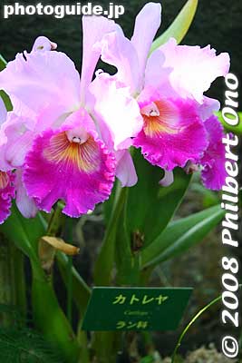 Lots of orchids.
Keywords: tokyo koto-ku Yumenoshima tropical plants greenhouse
