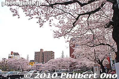 From the train station, the cherry trees lead you to Daigaku-dori road.
Keywords: tokyo kunitachi daigaku-dori road street cherry blossoms sakura flowers 