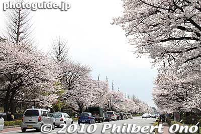 The cars and buses are irritating, but not dangerous since there is a sidewalk for us.
Keywords: tokyo kunitachi daigaku-dori road street cherry blossoms sakura flowers 