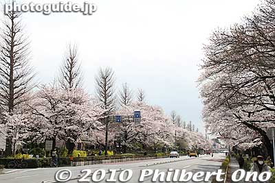 Finally a shot with almost no cars.
Keywords: tokyo kunitachi daigaku-dori road street cherry blossoms sakura flowers 