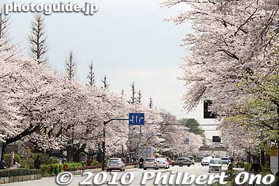 Hanami flower-viewing picnics under these trees are prohibited.
Keywords: tokyo kunitachi daigaku-dori road street cherry blossoms sakura flowers 