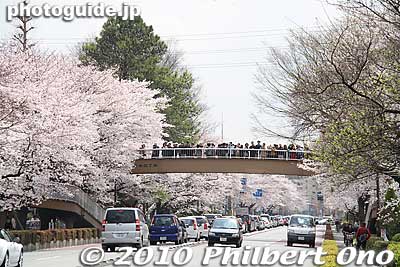 About halfway, there's this pedestrian overpass, pretty crowded with people.
Keywords: tokyo kunitachi daigaku-dori road street cherry blossoms sakura flowers 