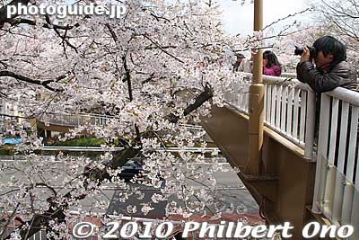 The pedestrian overpass gives you an up-close look at the flowers.
Keywords: tokyo kunitachi daigaku-dori road street cherry blossoms sakura flowers 