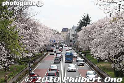 Opposite side, looking toward Yabo Station.
Keywords: tokyo kunitachi daigaku-dori road street cherry blossoms sakura flowers 