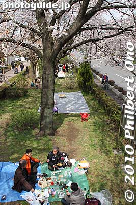 Hanami picnickers breaking the rules.
Keywords: tokyo kunitachi daigaku-dori road street cherry blossoms sakura flowers 