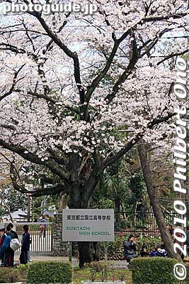 Cherry tree near Kunitachi High School.
Keywords: tokyo kunitachi daigaku-dori road street cherry blossoms sakura flowers 