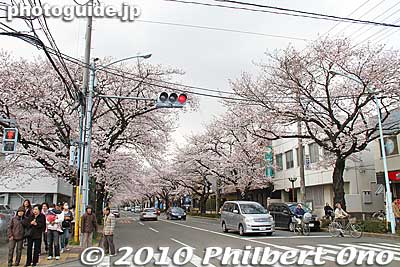Daigaku-dori intersects with another cherry tree-lined road called Sakura-dori. Turn right into this road and you will reach a large park.
Keywords: tokyo kunitachi daigaku-dori road street cherry blossoms sakura flowers 