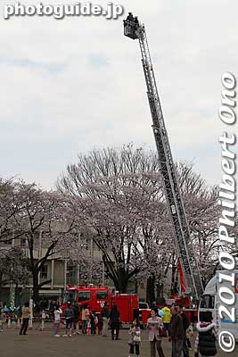 Fire truck gave rides on its ladder.
Keywords: tokyo kunitachi daigaku-dori road street cherry blossoms sakura flowers 