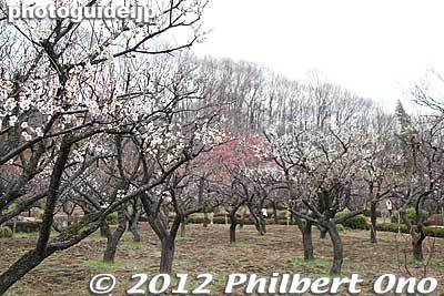 Plum blossoms in Yakushi Ike park, Machida, Tokyo.
Keywords: tokyo machida yakushi ike pond koen park ume plum blossoms flowers