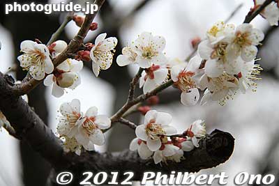 Keywords: tokyo machida yakushi ike pond koen park ume plum blossoms flowers
