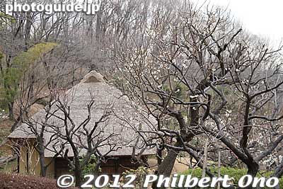 Former Nagai house with thatched roof.
Keywords: tokyo machida yakushi ike pond koen park ume plum blossoms flowers
