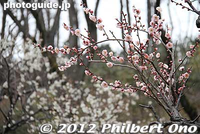 Keywords: tokyo machida yakushi ike pond koen park ume plum blossoms flowers
