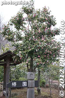 Camellia garden
Keywords: tokyo machida yakushi ike pond koen park Camellia