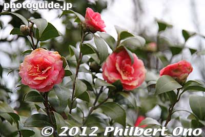 Camellia
Keywords: tokyo machida yakushi ike pond koen park Camellia