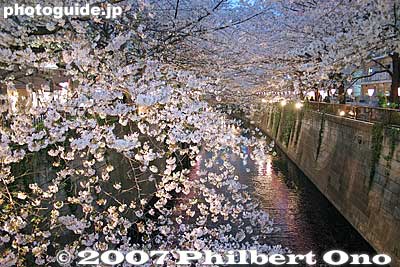 The cherry blossoms form a roof over the river.
Keywords: tokyo meguro-ku ward naka-meguro meguro-gawa river cherry blossoms sakura flowers night