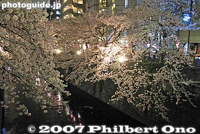 Keywords: tokyo meguro-ku ward naka-meguro meguro-gawa river cherry blossoms sakura flowers night