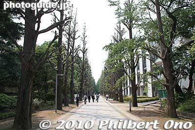The main thoroughfare lined with gingko trees which turn color in autumn.
Keywords: tokyo meguro-ku university of tokyo todai komaba campus 