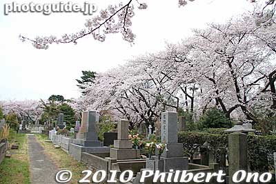 Cherry blossoms are so fleeting. They last for only a short time, like life itself. And so cherry blossoms are often found at cemetaries in Japan.
Keywords: tokyo minato-ku ward aoyama cemetery graveyard tombstones