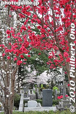 Keywords: tokyo minato-ku ward aoyama cemetery graveyard tombstones