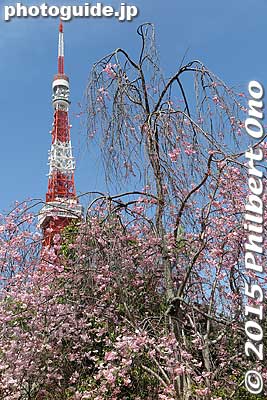 Tokyo Tower and weeping cherry blossoms in Shiba Park.
Keywords: tokyo minato-ku shiba koen park tokyotower