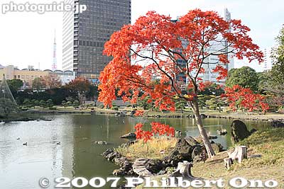 Keywords: tokyo minato-ku ward kyu shiba rikyu garden trees pond autumn fall leaves