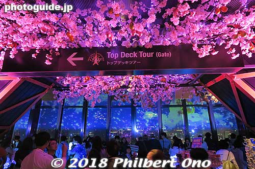 Main Deck had a cherry blossom-theme projection mapping on the windows.
Keywords: tokyo minato-ku tower koinobori carp streamers children day festival night