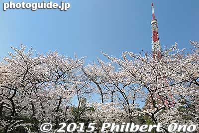 Keywords: minato-ku tokyo zojoji jodo-shu Buddhist temple tower cherry blossoms sakura