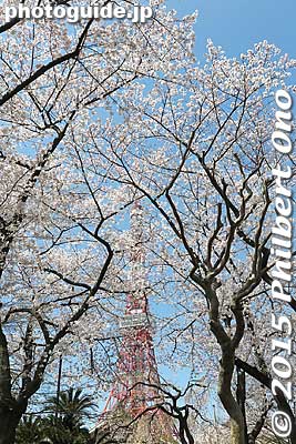 Keywords: minato-ku tokyo zojoji jodo-shu Buddhist temple tower cherry blossoms sakura