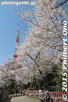 Keywords: minato-ku tokyo zojoji jodo-shu Buddhist temple cherry blossoms sakura