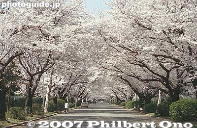 It's peaceful and quiet, and the cherries are stunningly beautiful when in full bloom.
Keywords: tokyo mitaka International Christian University campus school cherry blossoms sakura flowers