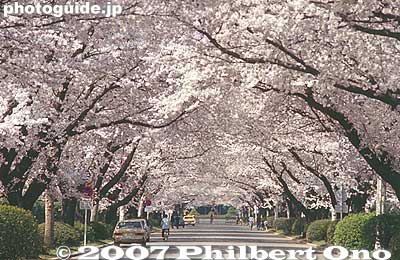 Cherry blossoms tunnel
Keywords: tokyo mitaka International Christian University campus school cherry blossoms sakura flowers