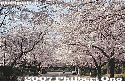 Keywords: tokyo mitaka International Christian University campus school cherry blossoms sakura flowers