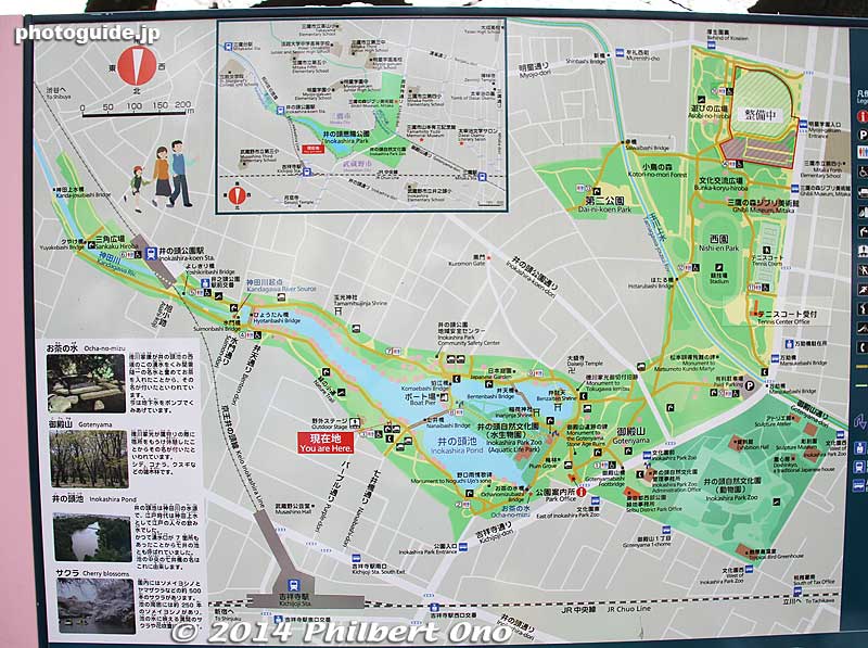 Map of Inokashira Koen Park
Keywords: tokyo mitaka kichijoji inokashira park pond cherry blossoms sakura flowers