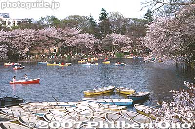 Keywords: tokyo mitaka kichijoji inokashira park rowboats pond cherry blossoms sakura flowers