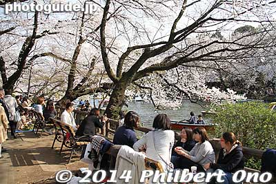 Keywords: tokyo mitaka kichijoji inokashira park pond cherry blossoms sakura flowers