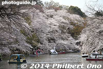 View from one end of the park.
Keywords: tokyo mitaka kichijoji inokashira park pond cherry blossoms sakura flowers