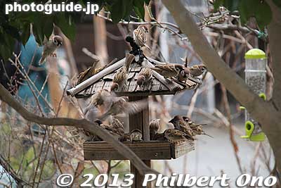 Bird house
Keywords: tokyo mizuho-machi hina matsuri doll festival koshinkan