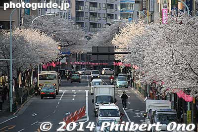 Keywords: tokyo nakano-ku cherry blossoms sakura flowers