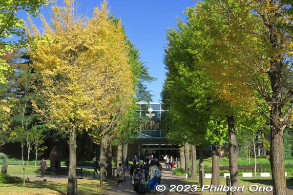 Approaching the entrance to Harry Potter Studio in a public park in Tokyo in autumn.
