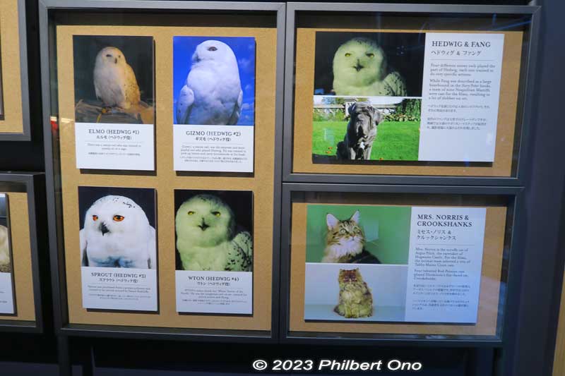 Animal actors included multiple owls for Hedwig, Harry’s owl.
