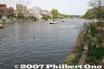 Shakujii Pond 石神井池
Keywords: tokyo nerima-ku ward shakujii koen park pond boat cherry blossom sakura flowers