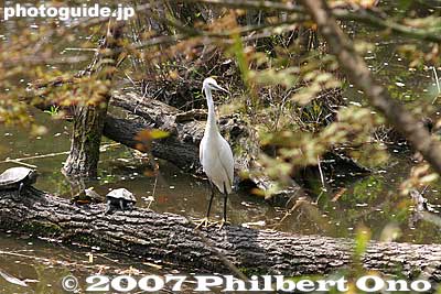 Notice the black legs and yellow feet.
Keywords: tokyo nerima-ku ward shakujii koen park pond bird egret