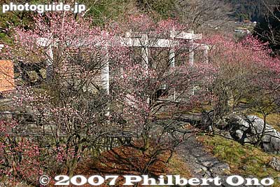 Plum blossoms
Keywords: tokyo ome mitake gorge tama river flowers
