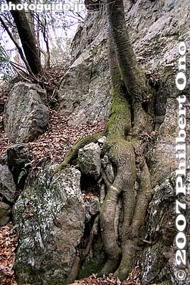 Roots in stone
Keywords: tokyo ome mitakesan mt. mitake mountain hike hiking