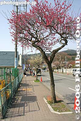 Plum trees line the streets
Keywords: tokyo ome plum blossom ume no sato flower